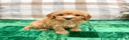 Cavapoo dogs for sale: Trent - Ad 3
