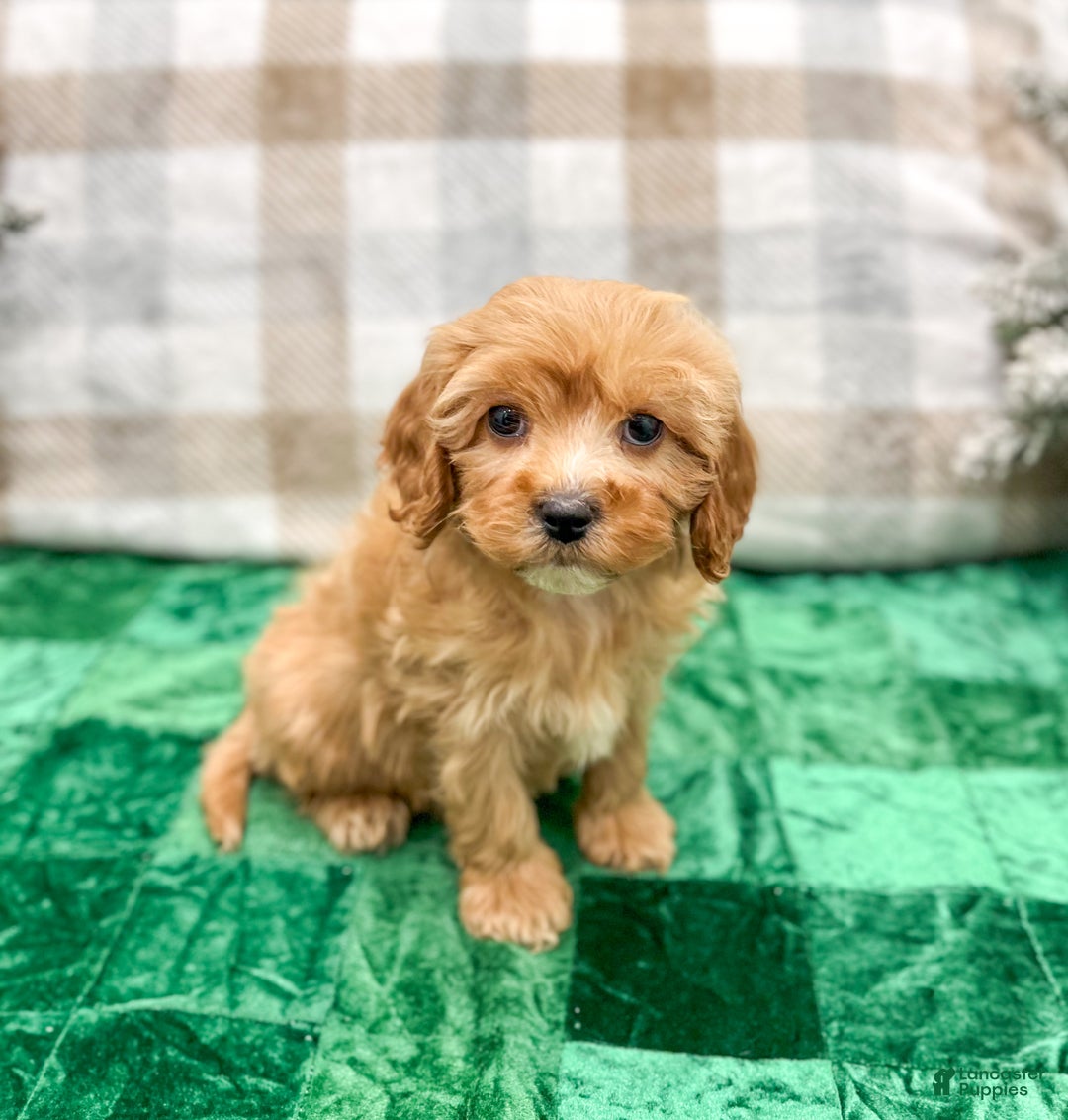 Cavapoo dogs for sale: Trent - Ad 3