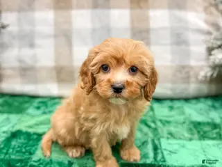 Cavapoo dogs Trent - Ad 36