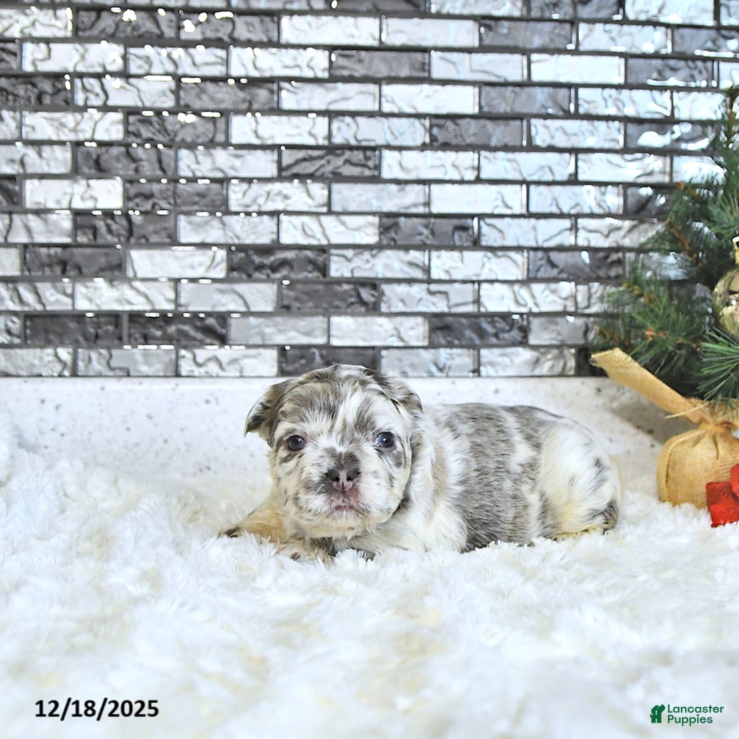 French Bulldog dogs for sale: Luna  - Ad 1