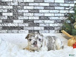 French Bulldog dogs Luna - Ad 4