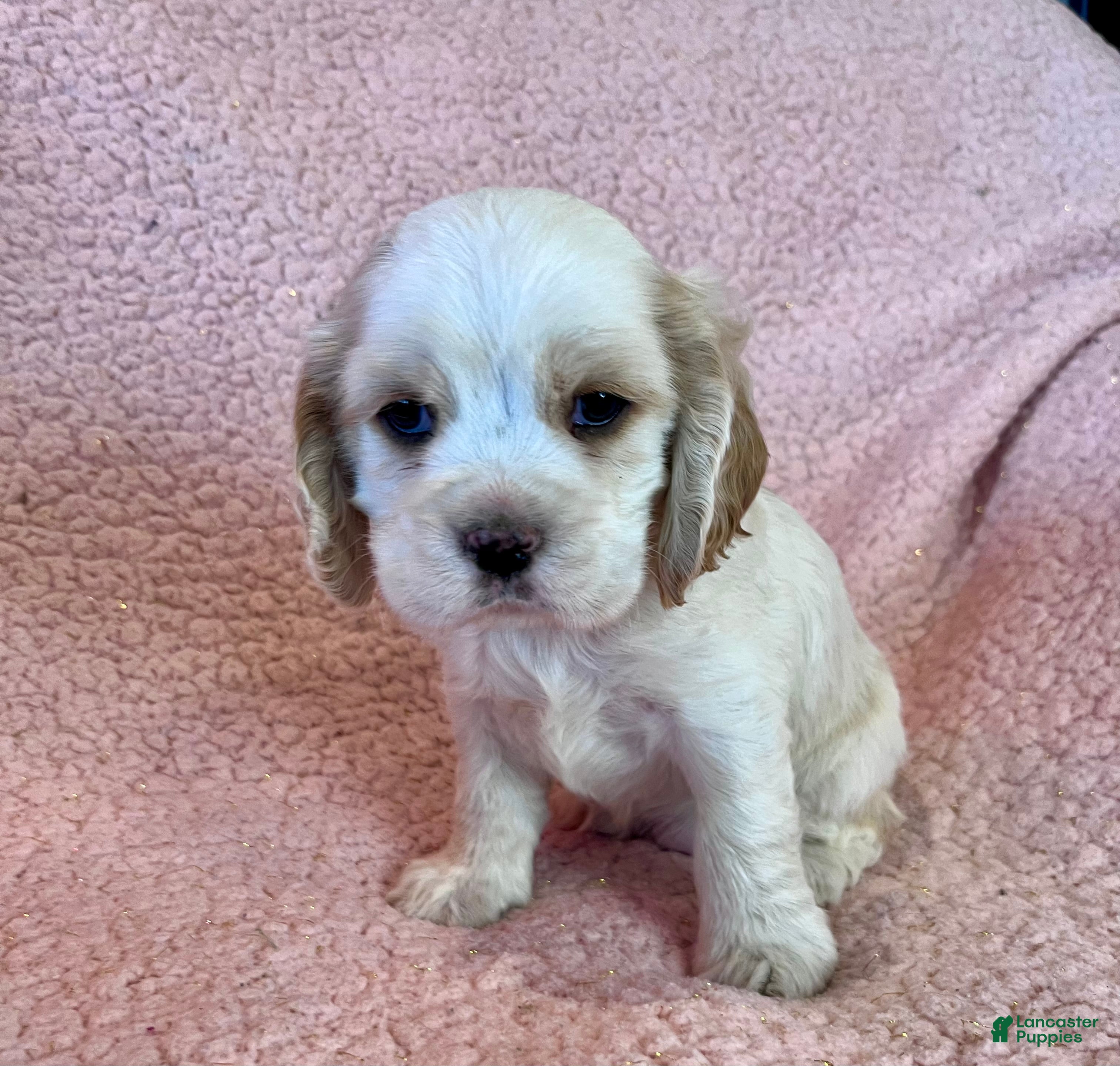 Cocker Spaniel dogs Bailey  - Ad 10