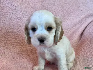 Cocker Spaniel dogs Bailey - Ad 10
