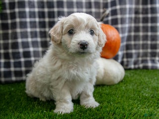 Mini Aussiedoodle dogs - Ad 39