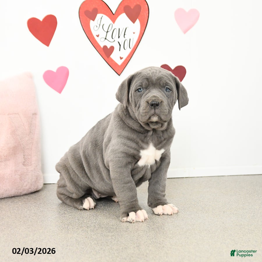 Cane Corso dogs Clover - Ad 18