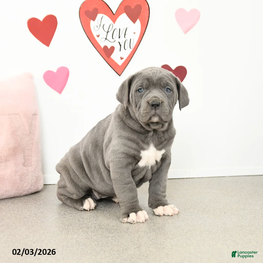 Cane Corso dogs for sale: Clover - Ad 1