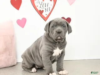 Cane Corso dogs Clover - Ad 6
