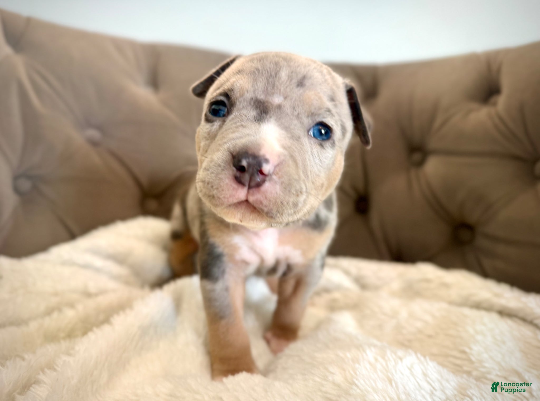 American Bully dogs Winnie - XL American Bully Puppy  - Ad 41