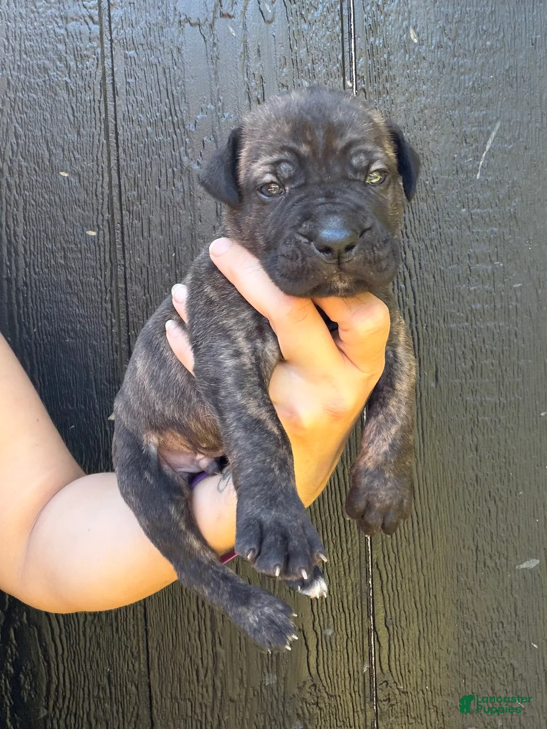 Cane Corso dogs for sale: Black Collar - Ad 2