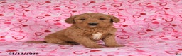 Goldendoodle dogs for sale: Bear - Ad 1