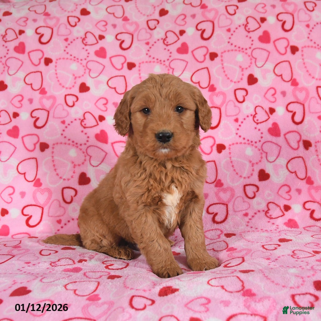 Goldendoodle dogs for sale: Bear - Ad 1