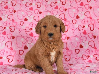 Goldendoodle dogs Bear - Ad 12