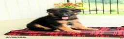 German Shepherd dogs for sale: Rosalie - Ad 5