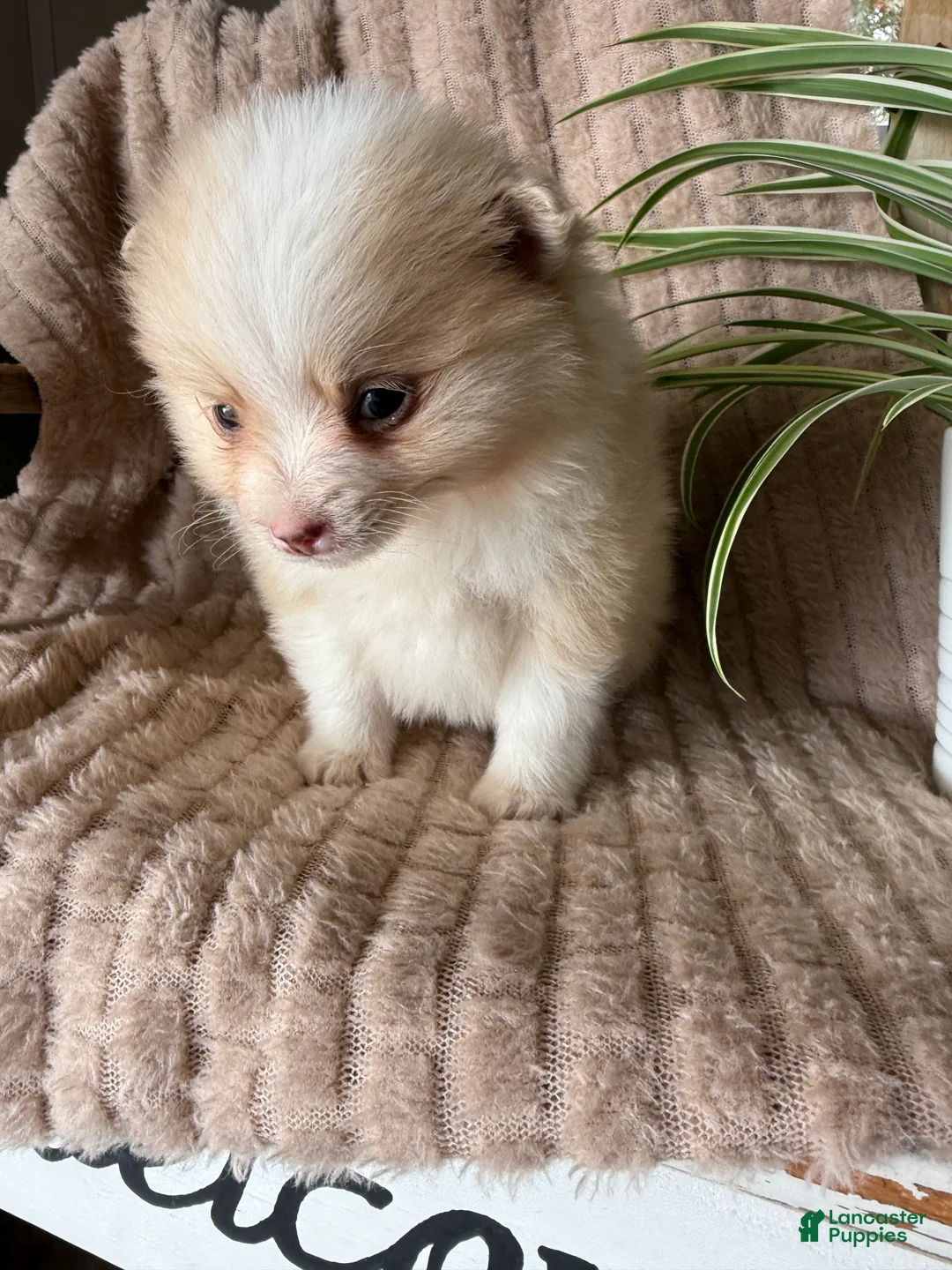 Pomeranian dogs for sale: Ryan - Ad 15