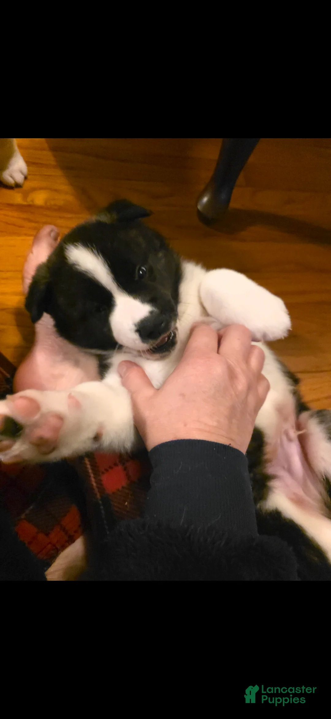 Akita dogs for sale: AKC Lucky - Ad 15