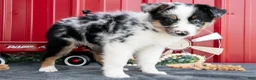 Miniature Australian Shepherd dogs for sale: Rex - Ad 3
