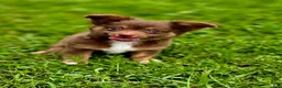 Chihuahua dogs for sale: Thor - Ad 4