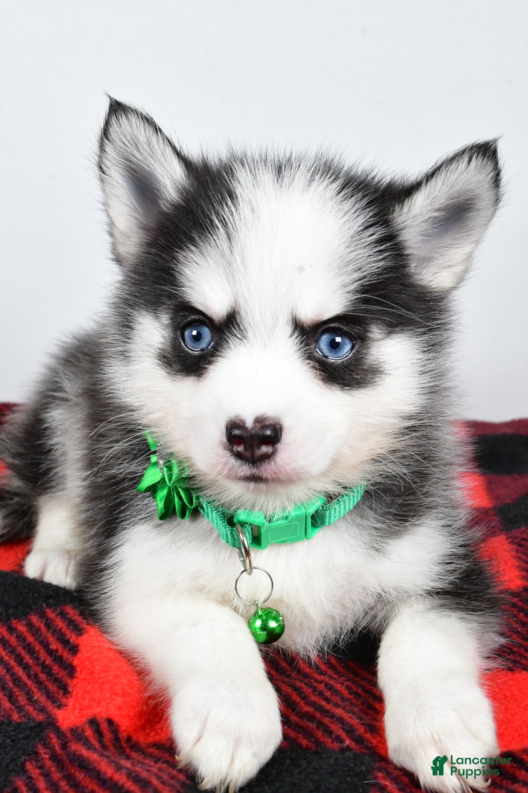 Pomsky dogs for sale: Hilda - Ad 4