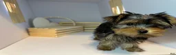 Yorkshire Terrier dogs for sale: Queen - Ad 2