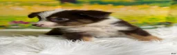 Australian Shepherd dogs for sale: Australian Shepherd Bogo - Ad 7