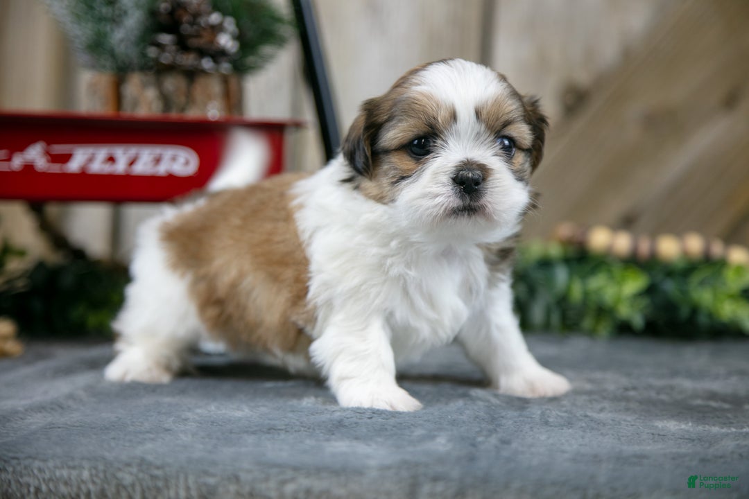 Shih Tzu dogs for sale: Nova - Ad 1