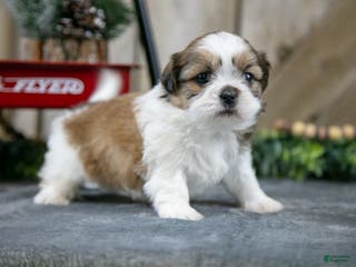 Shih Tzu dogs Nova - Ad 35