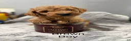 Mini Goldendoodle dogs for sale: Mini Goldendoodle 4 brown boy  - Ad 1