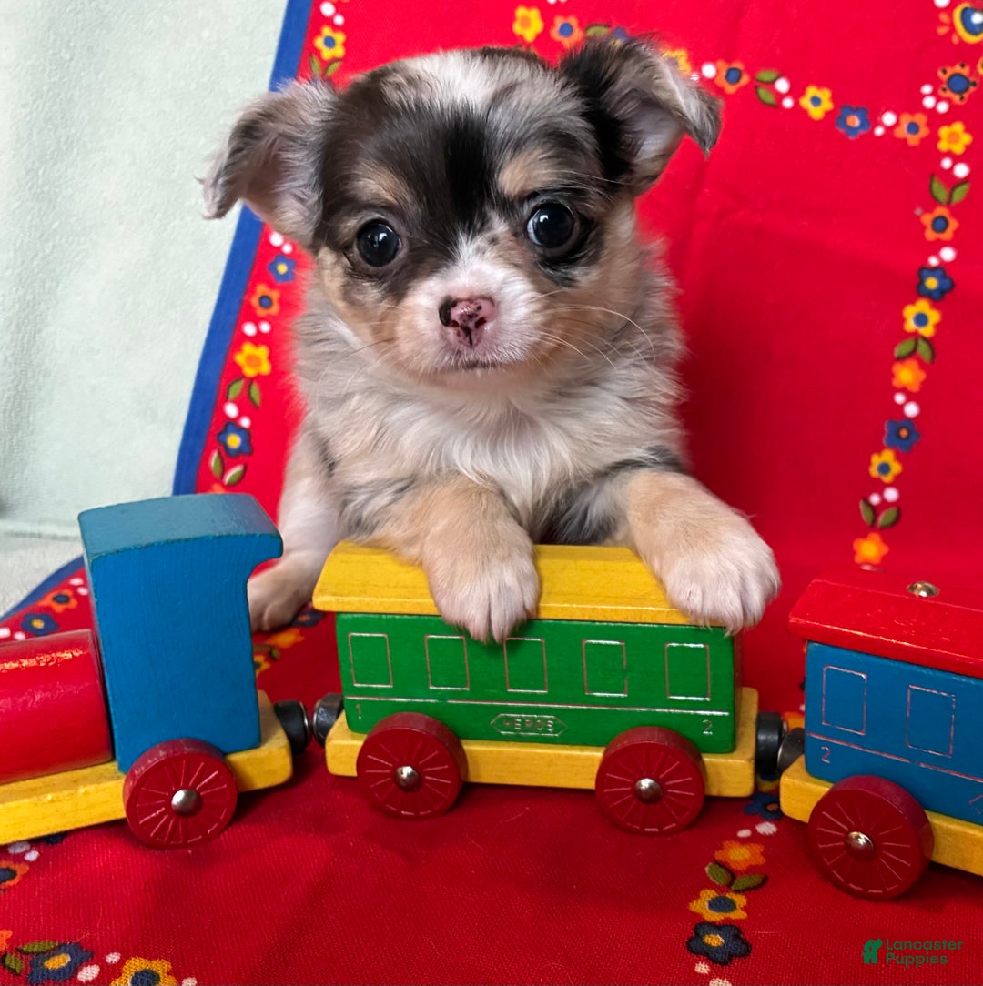 Chihuahua dogs for sale: Chihuahua Puppy 2 - Ad 3