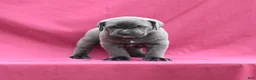 Cane Corso dogs for sale: Enzo - Ad 4