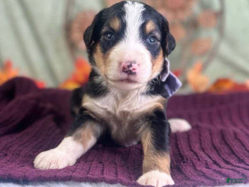 Bernedoodle dogs Irina - Ad 1