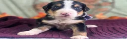 Bernedoodle dogs for sale: Irina - Ad 1