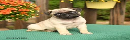 Pug dogs for sale: Lily - Ad 3