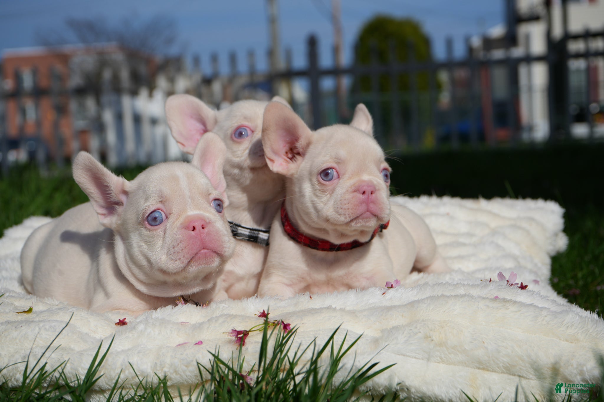 French Bulldog dogs Mavie💜 - Ad 2