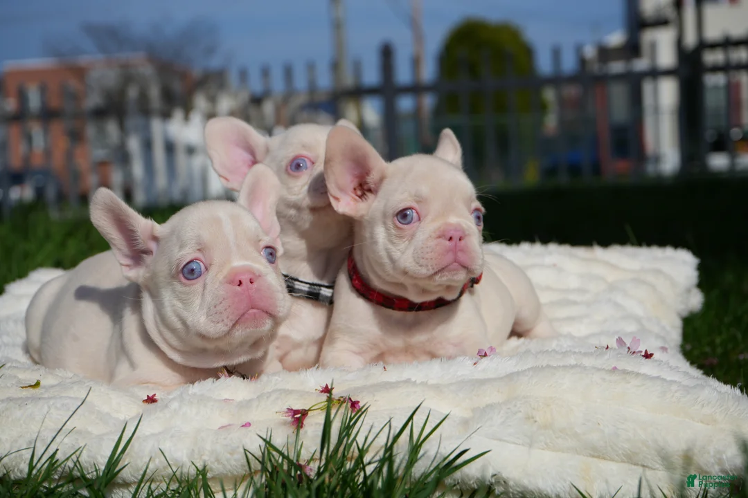 French Bulldog dogs for sale: Mavie💜 - Ad 2