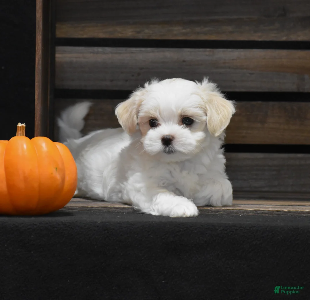 Maltese dogs for sale: Sienna - Ad 1