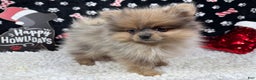 Pomeranian dogs for sale: Pomeranian Puppy 2 - Ad 2