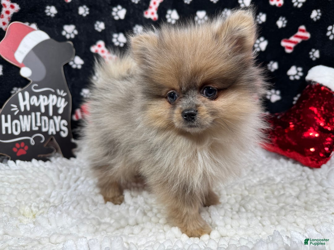 Pomeranian dogs for sale: Pomeranian Puppy 2 - Ad 2