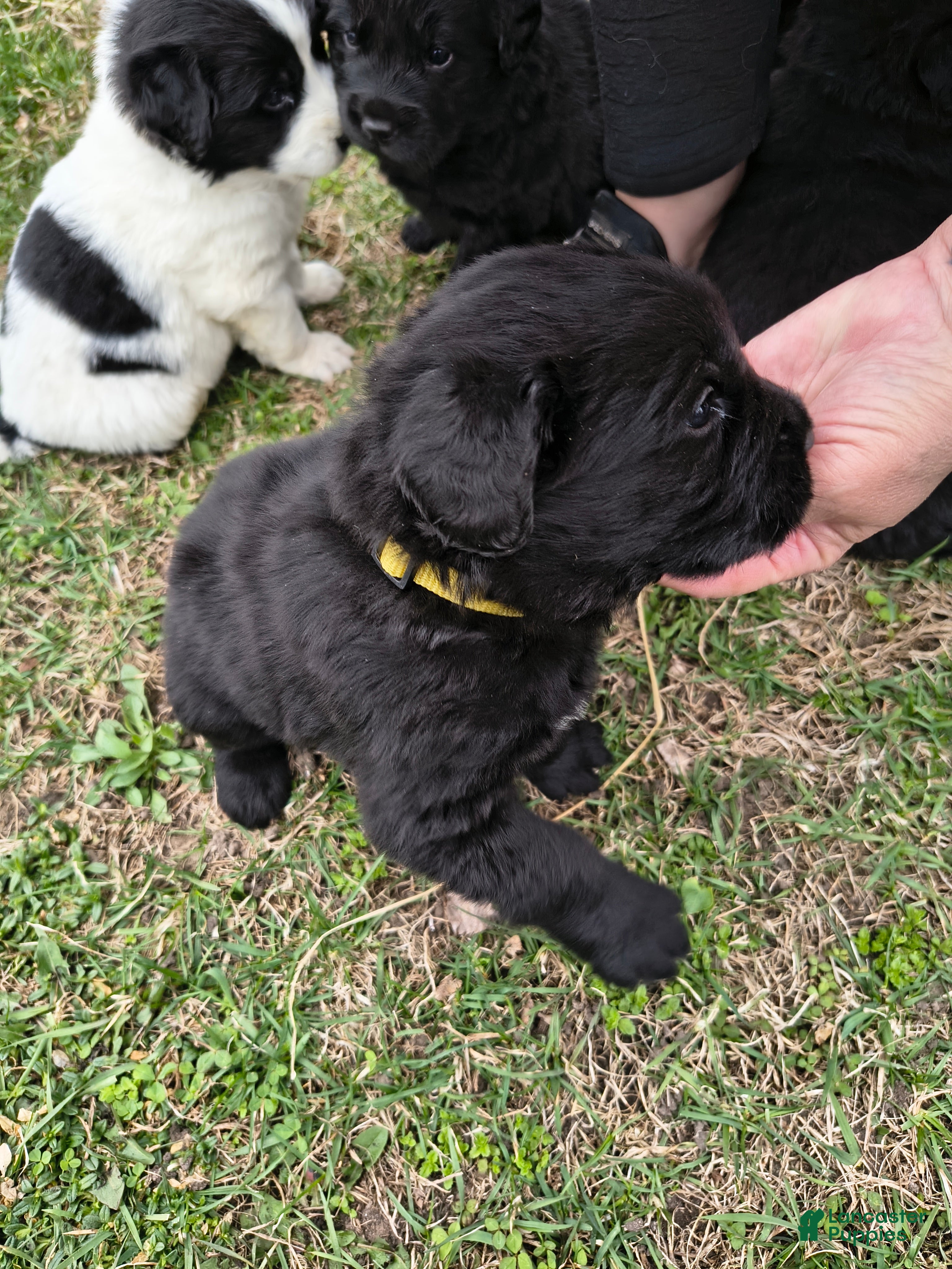 Purple collar (formally Yellow collar)
