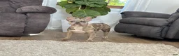 French Bulldog dogs for sale: Fifi - Ad 7