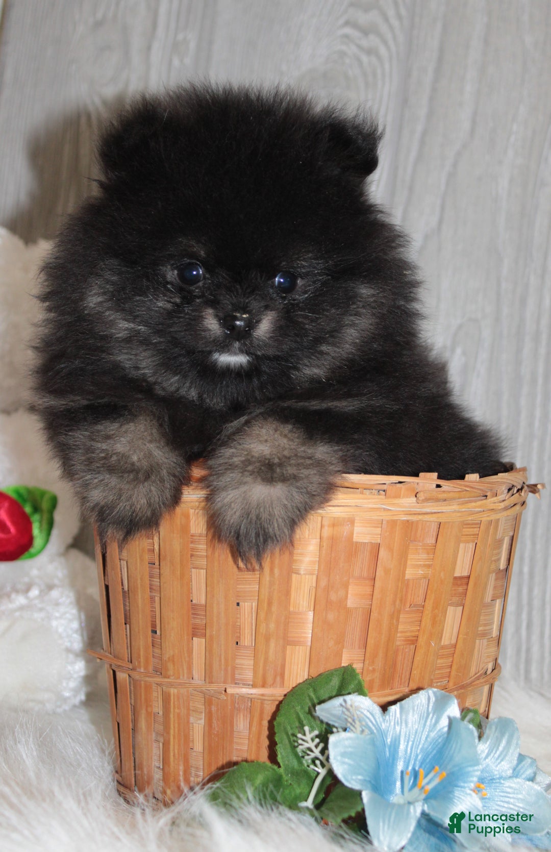 Pomeranian dogs for sale: Kason - Ad 1