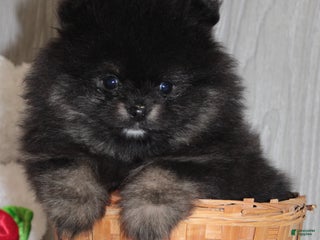 Pomeranian dogs Kason - Ad 5