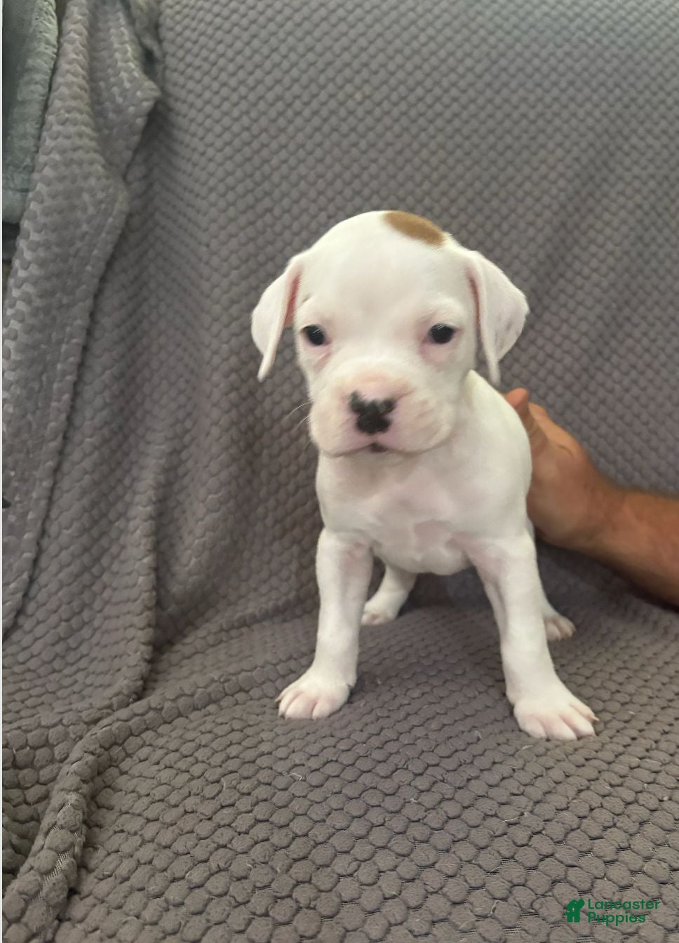 Boxer dogs for sale: Reserved...Bingo - Ad 1