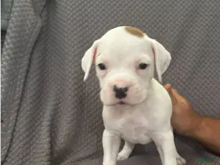 Boxer dogs Reserved...Bingo - Ad 3