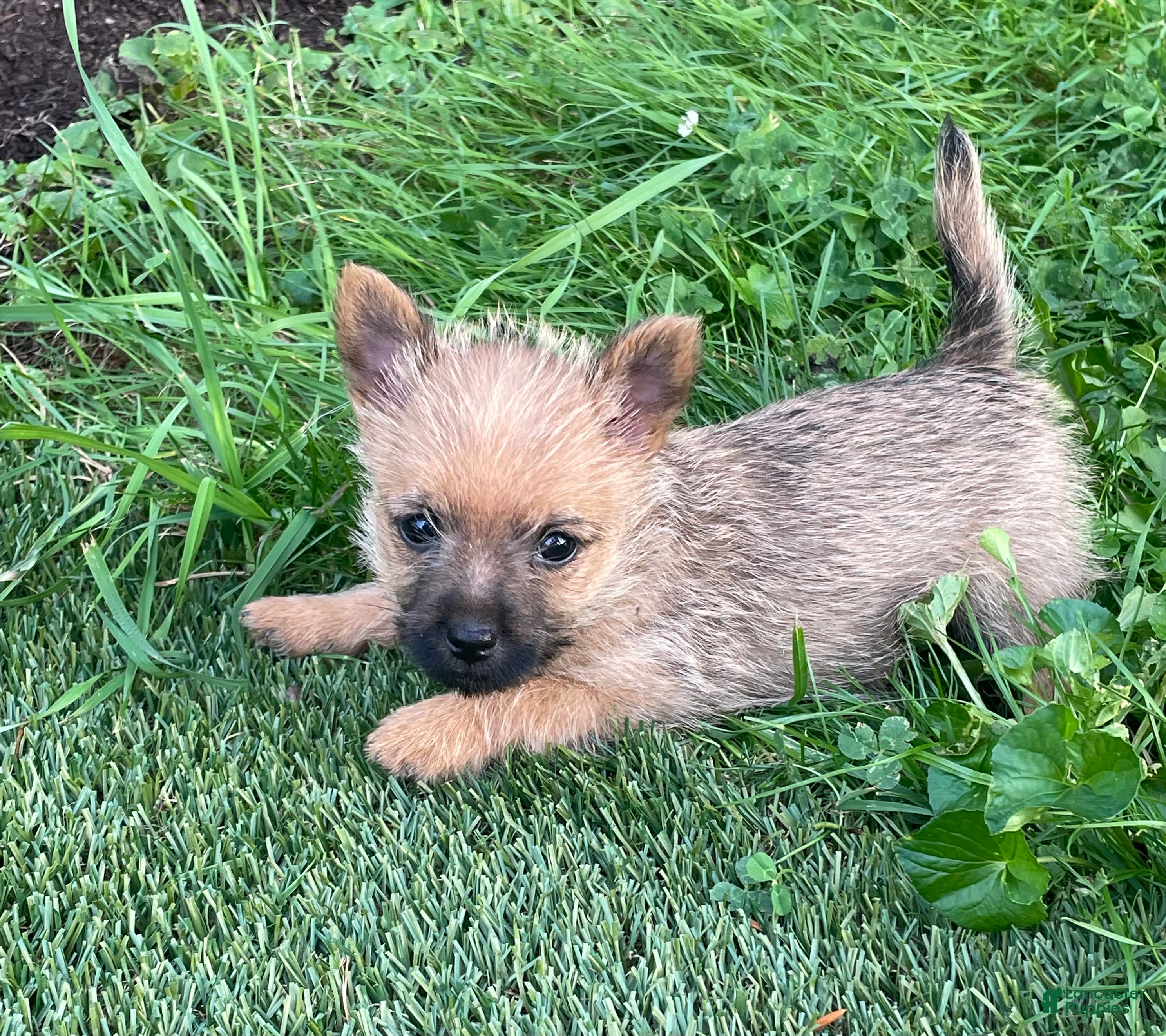 Cairn Terrier dogs Daisy - Ad 1