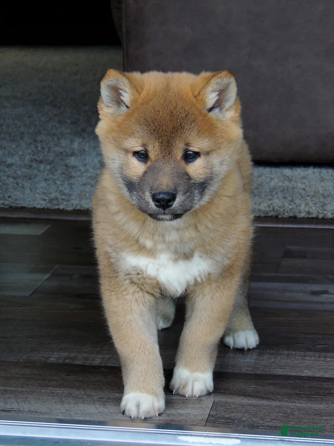 Shiba Inu dogs for sale: BINGO - Ad 4