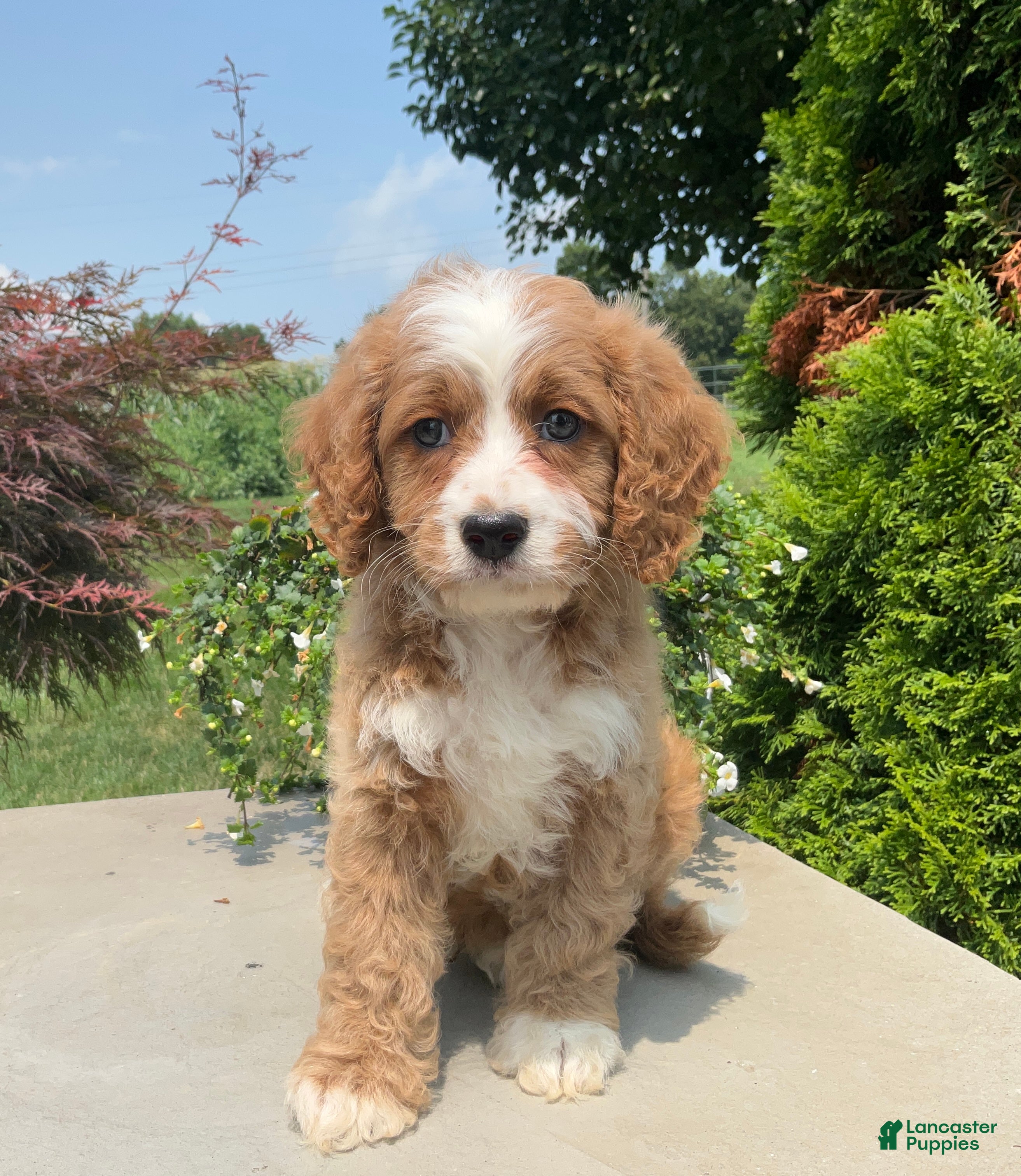Cavapoo dogs Mickey - Ad 1