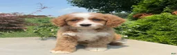 Cavapoo dogs for sale: Mickey - Ad 4