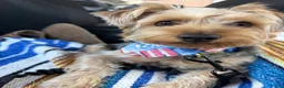 Yorkshire Terrier dogs for sale:  1 - Ad 1