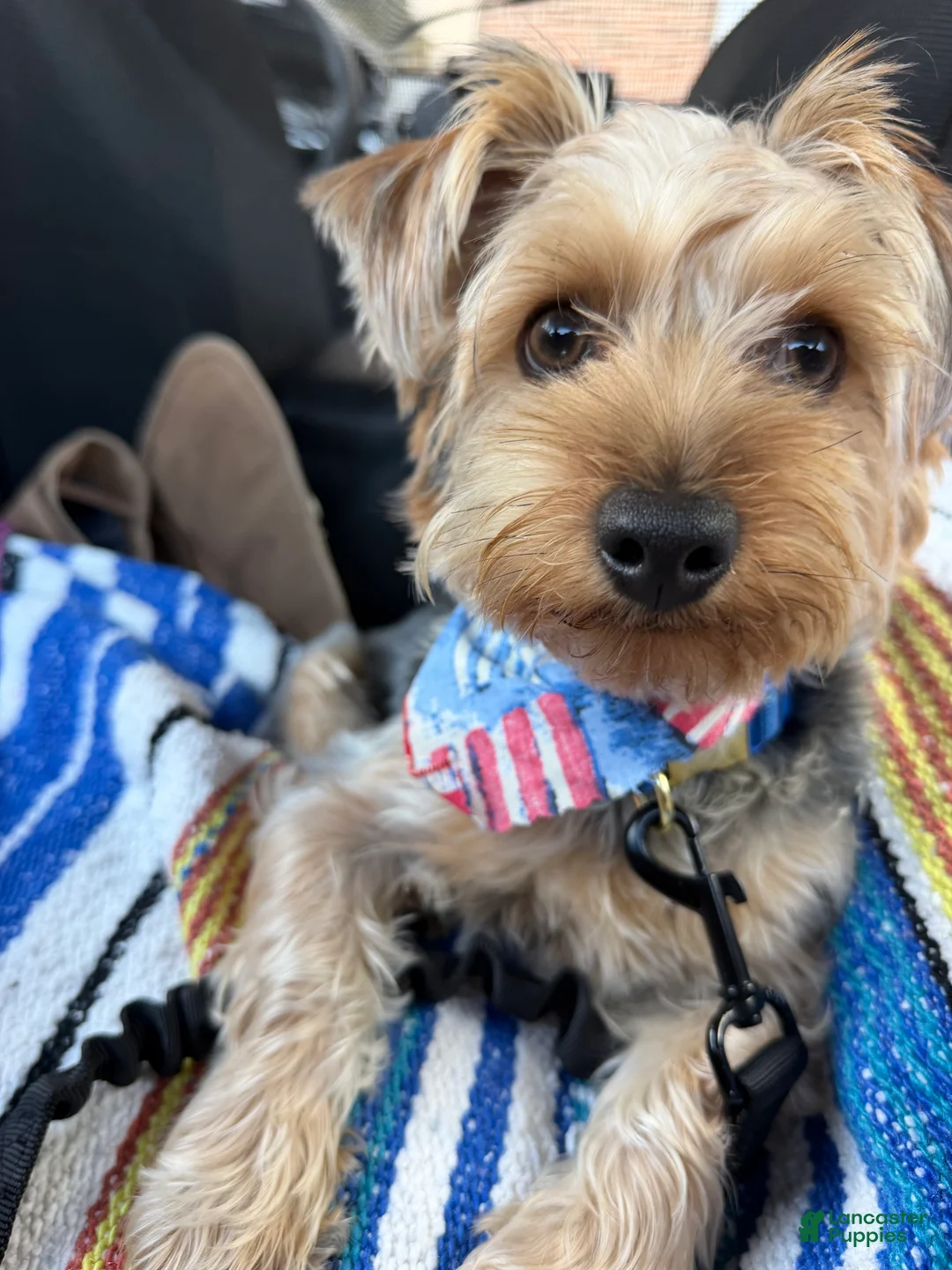 Yorkshire Terrier dogs for sale:  1 - Ad 1
