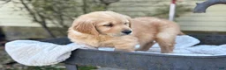 Golden Retriever dogs for sale: Micky - Ad 17